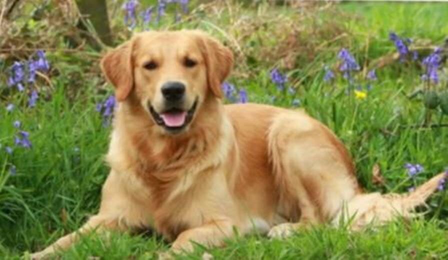 Золотистый ретривер