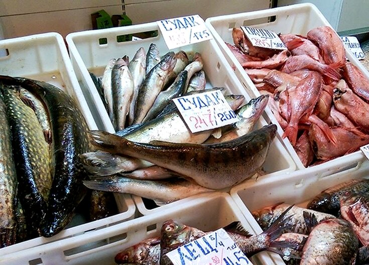 Где можно купить свежий рыба. Судак 1 кг. Судак рыба 1 кг. Рыба на прилавках магазинов. Рыба на прилавке.