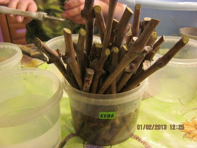 Укоренение черенков винограда в воде.