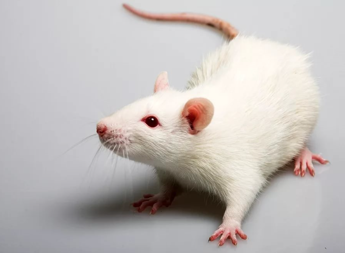 Такие домашние лабораторные крысы