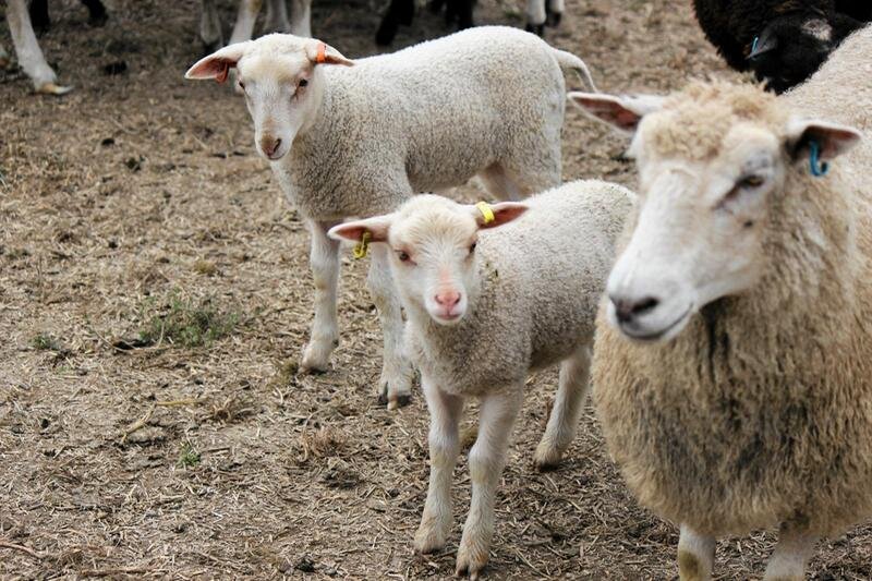В числе прочего под ограничения попадёт ввоз в Россию живого скота. Если российские намерения воплотятся в жизнь, то и ввоз замороженной баранины окажется под запретом. Фото: Johanna Heinonen 
