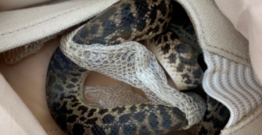 Photo - Heart Scotland News/ Twitter