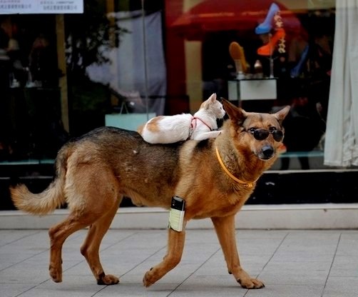 В провинции Юньнань, все знают двух неразлучных друзей – собаку и кота, которые настолько обожают друг друга, что не просто проводят все время вместе – кот в прямом смысле слова словно всадник восседает на своем четвероногом друге. Собака не только не против такого «наездника», она сама опускается на четвереньки, чтобы котенку было удобней залазить ей на спину.Поражает то, что животных такому никто не обучал. Сюй Цзинь рассказывает, что раньше кошка очень плакала, когда собаку саму выводили на прогулку. «Она так жалобна мяукала, что сабака, Ванцай, сама подошла к кошке и наверное что –то по животному ей сказала, так как кошка прыгнула ей на спину, улеглась и всю прогулку мирно лежала». С той поры Ванцай и Мими всегда гуляют вместе, даже когда рядом нет хозяина.  
Как-то их засняли журналисты, и видео тут же стало хитом и интернет сетях. 

Конечно! Ведь такое можно увидеть только в цирке. Только тут нет никакой дрессировки, а только настоящая и верная дружба. 
