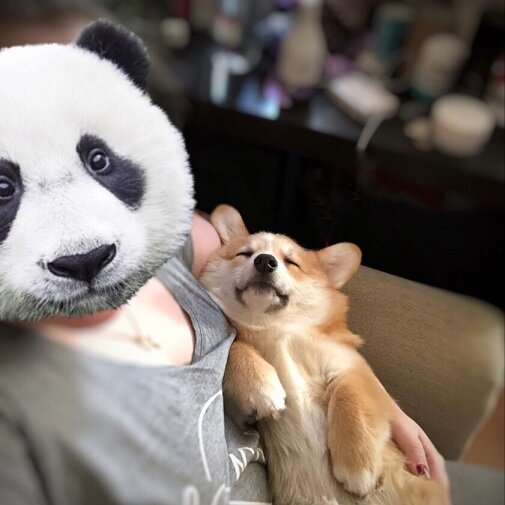 Сладкий сон на руках хозяйки. Разве это не счастье?