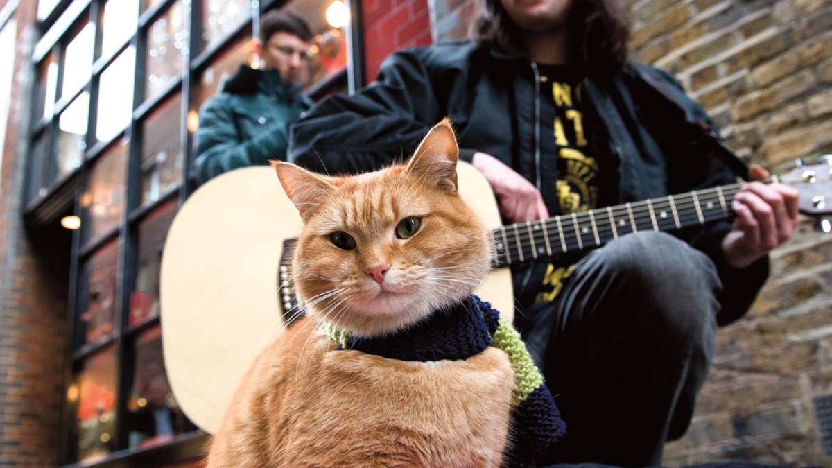 Как выглядит кот боб Street Cat Named Bob died after being hit by a car, says ex-heroin addict owner