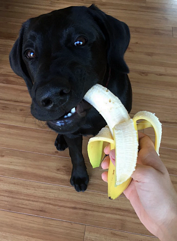 Собака банан. Пес банан. Щенок ест банан.