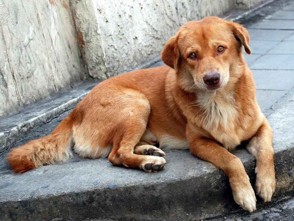 A dog. Собаки дворняжки бездомные. Красивые дворняги. Рыжий щенок. Коричневая дворняга.