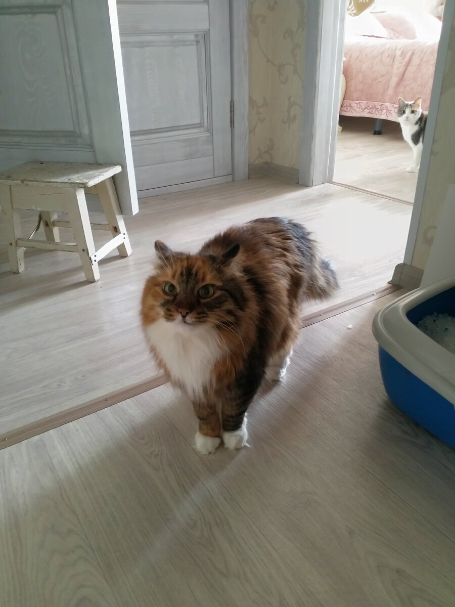 Сзади на фото моя кошка лИса, трусливая девочка. Живет у меня 2 года, а доверять человеку так и не научилась.