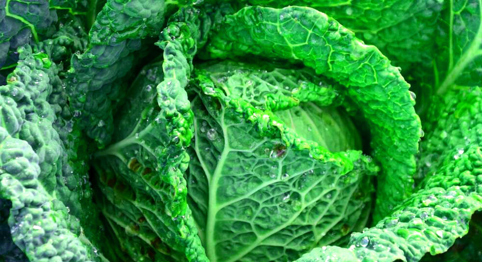 Вертус - сорт савойской капусты