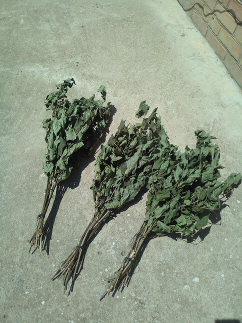 Это наши веники из сирени. 