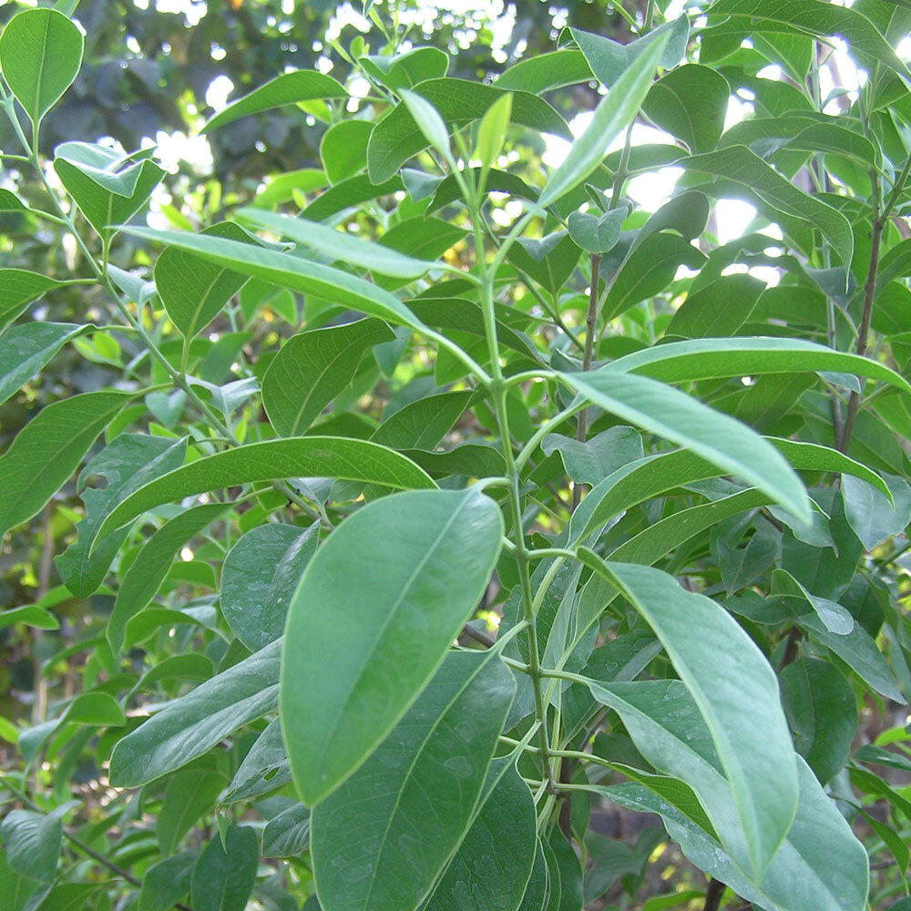 фото: https://cdn2.bigcommerce.com/server6000/d7609/product_images/uploaded_images/6-sandalwood.jpg?t=1498226065