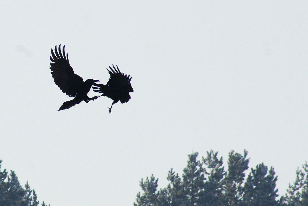 Фото из открытого источника Яндекс Картинки.