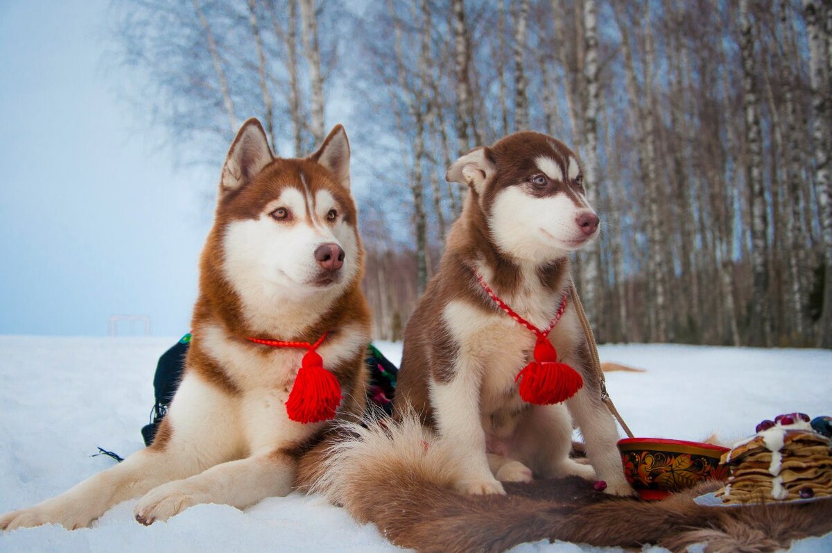 "Я не ел блины! Они сами..."