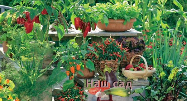 Большой урожай на небольшой площади