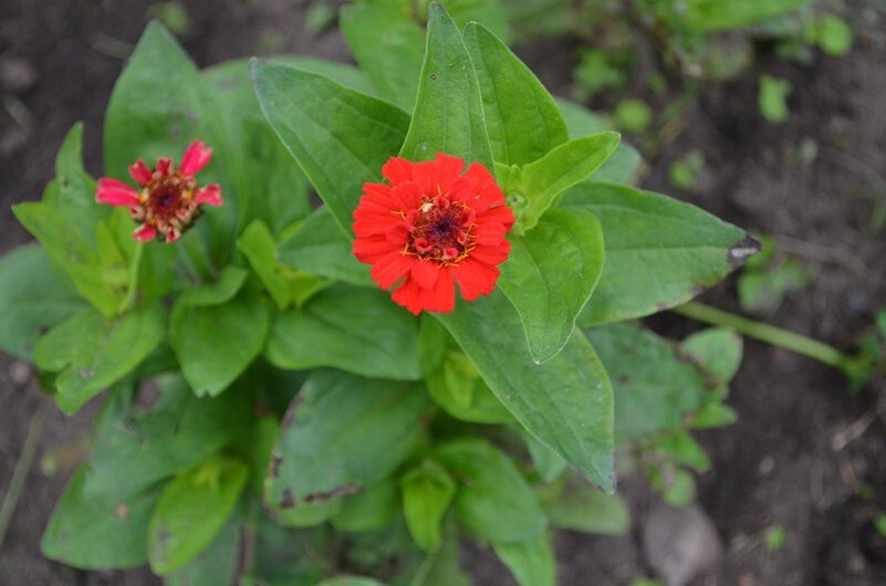 Циннии цветут на клумбе.