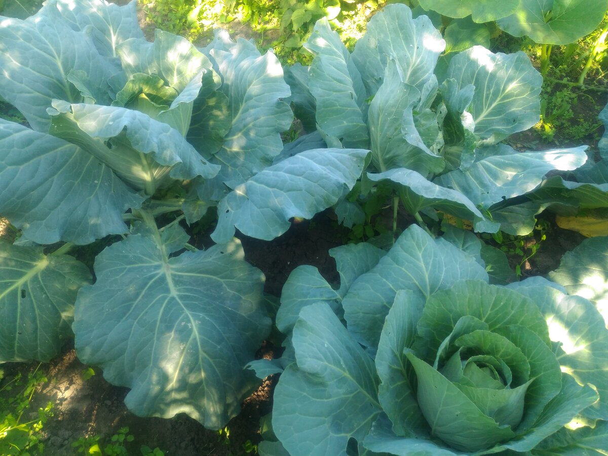 Завязавшиеся кочаны капусты