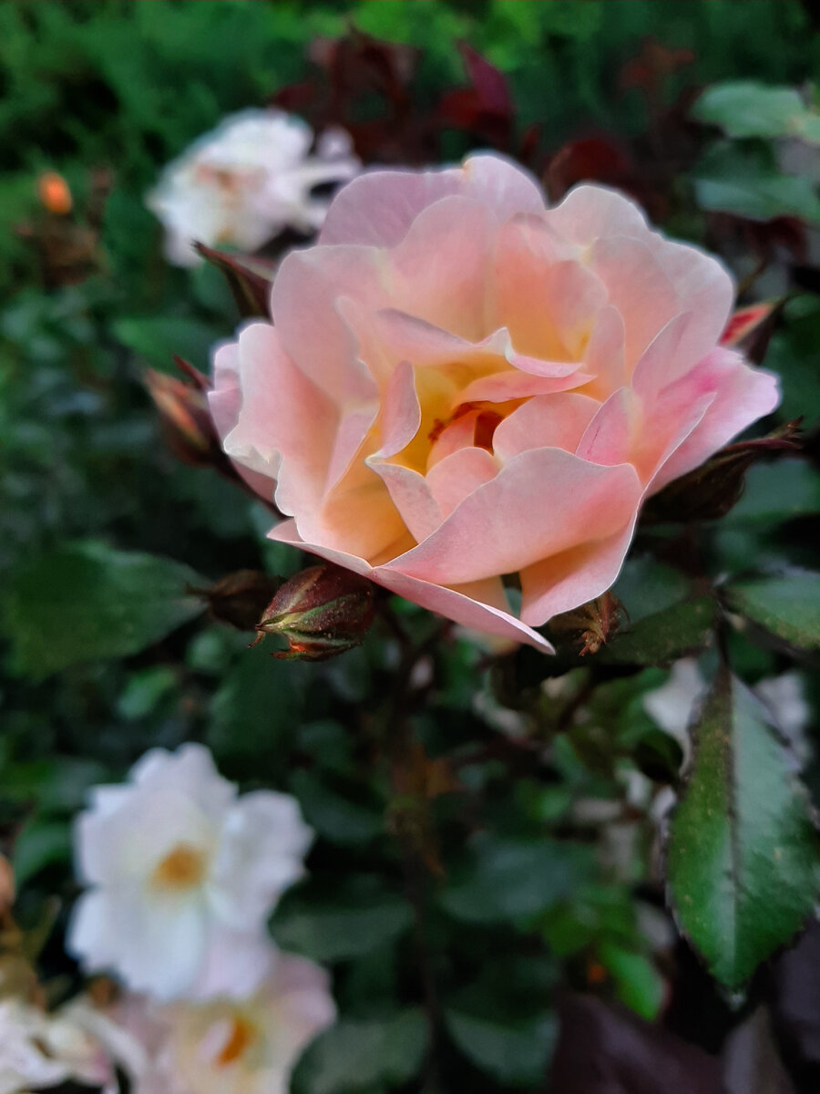 Айвори Дрифт. Корнесобственная почвопокровная роза. 