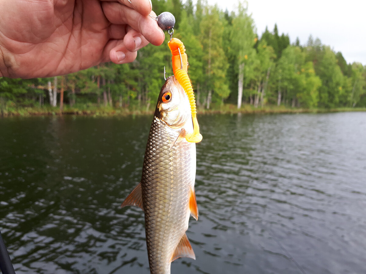 Плотва на джиг с Tioga LackyJohn