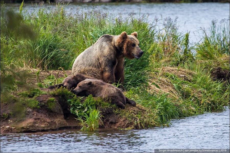 Казнить или помиловать? Как жители Камчатки относятся к медведям?