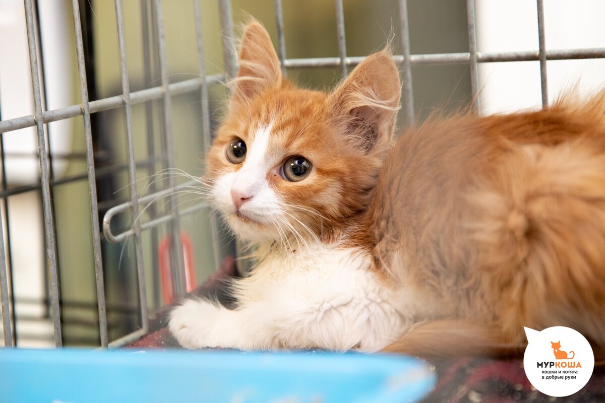 Приют кошек помочь. Кошачий приют Муркоша. Приют Муркоша котята. Приют для животных Муркоша в Москве. Приют для кошек в Москве Муркоша.