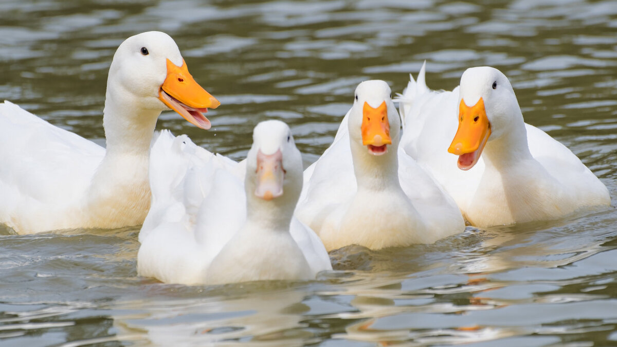 Пекинская утка.