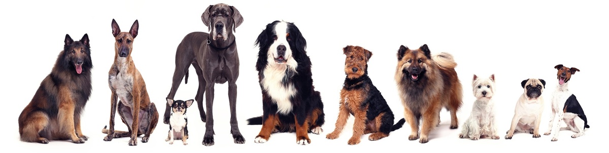 Как появились разные породы собак? | Мила Ше - Silviablogg | Дзен