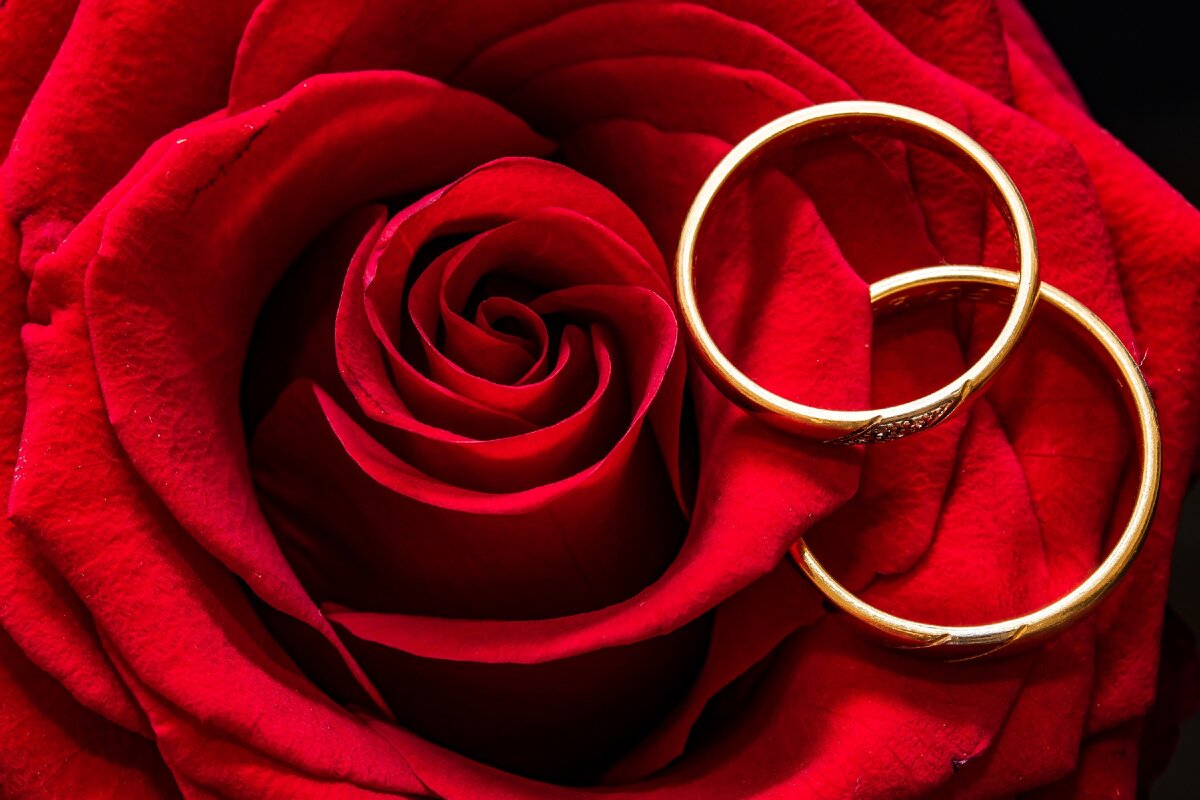 https://www.pexels.com/photo/affection-close-up-elegant-flower-415334/