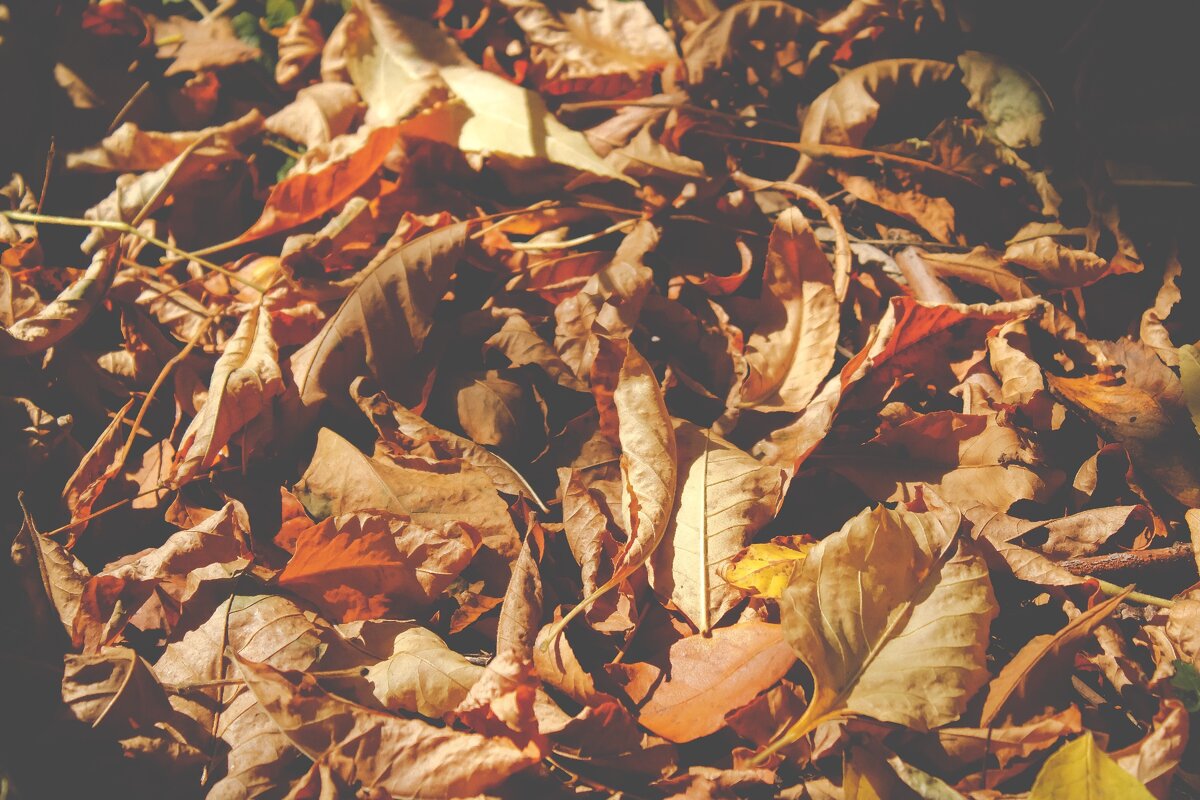 #autumn 