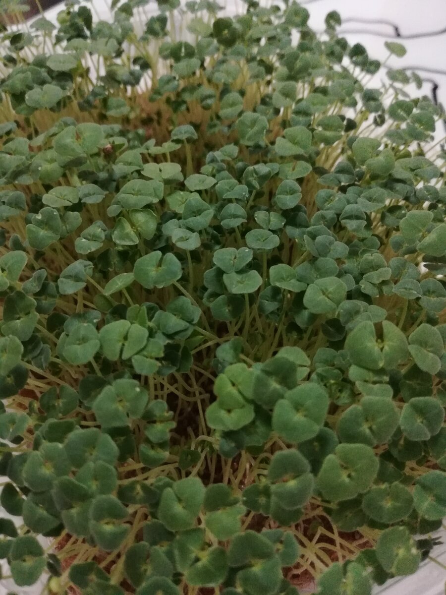 Микрозелень Чиа, выращенная гидропонным методом