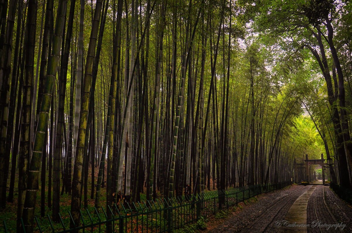 Лощина чёрного бамбука