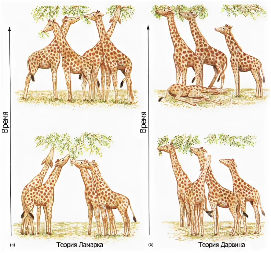 2 эволюционная теория ламарка. Теория эволюции Ламарка. Эволюционная теория Ламарка Жираф. Эволюция жирафа Ламарк. Ламарк теория Жираф.