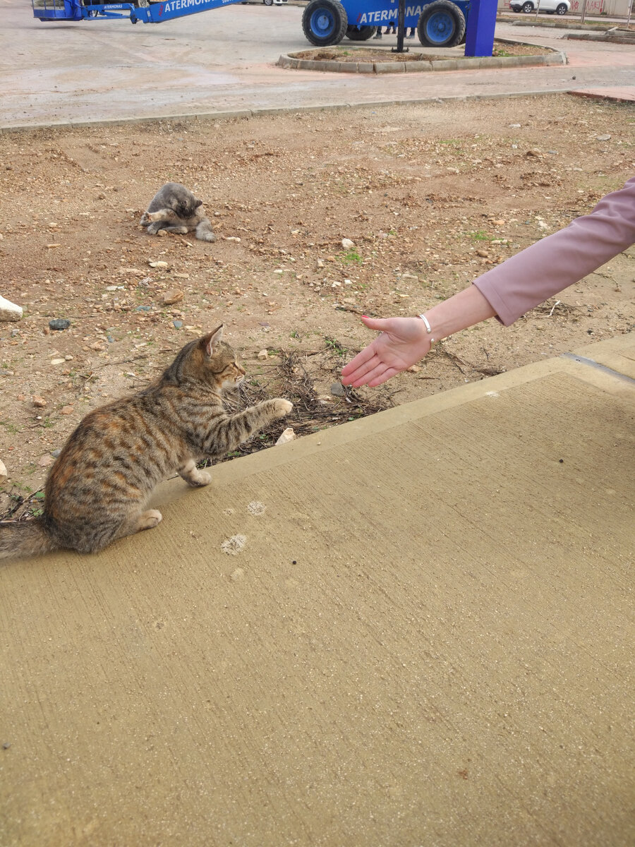 кошки на набережной Пафоса