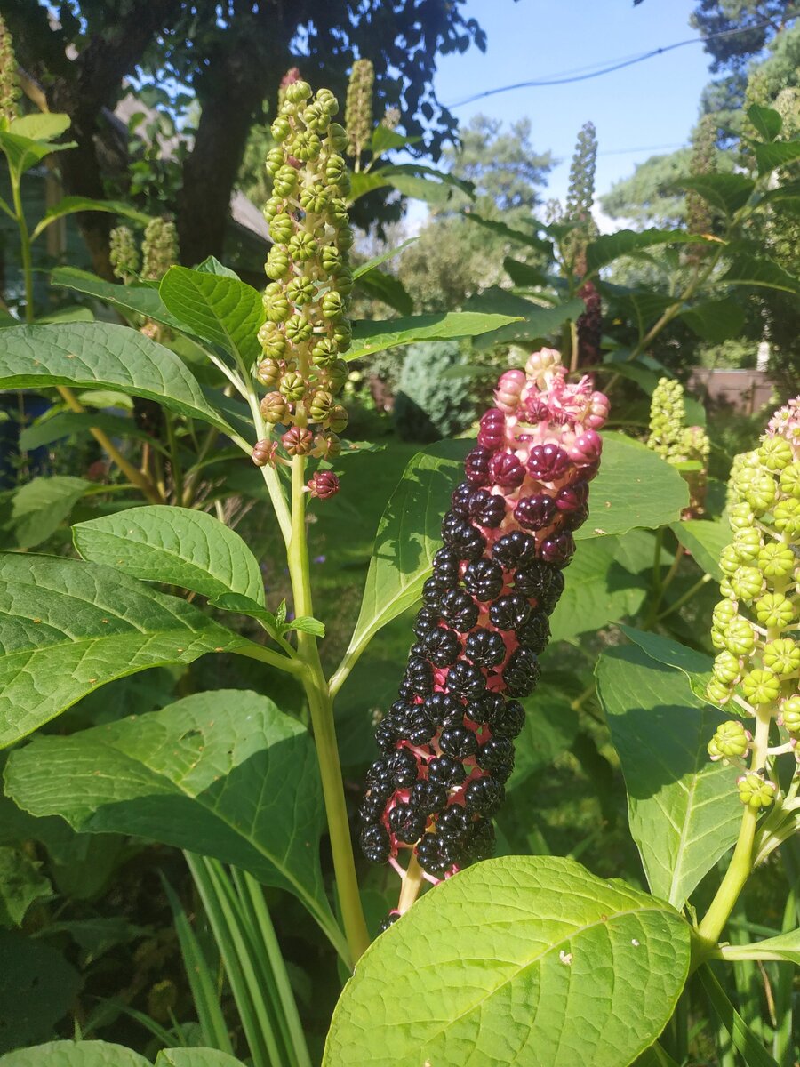 Абхазский лаконос. Фитолакка (Phytolacca Americana). Лаконос цветок. Лаконос американский.