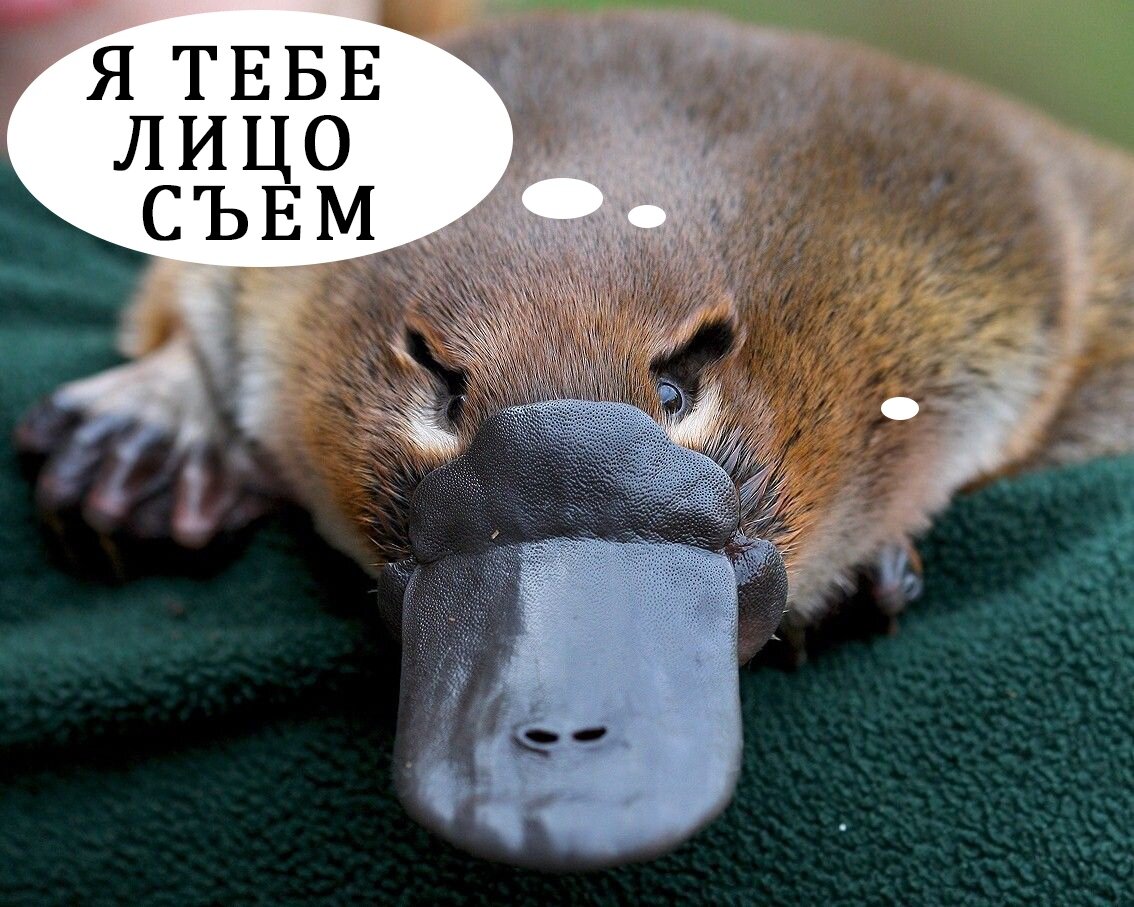                                                             Утконос (лат. viebicus agressivnicus) 