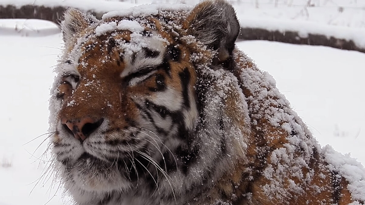 Амурский тигр