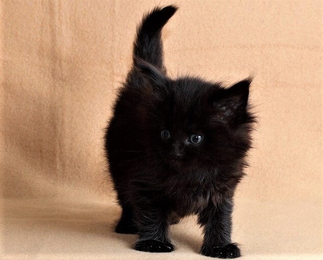 Маленький друг Тишка