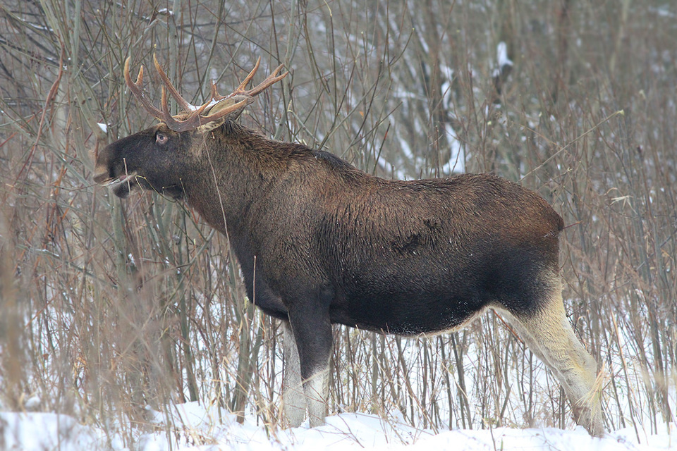 Фото из интернета. 