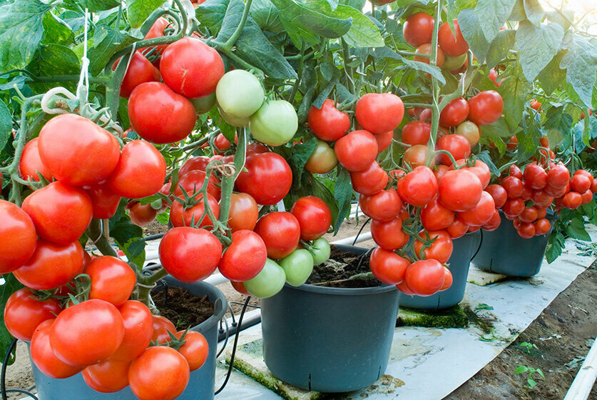 Фото взято из открытого источника mirrasteniy.com