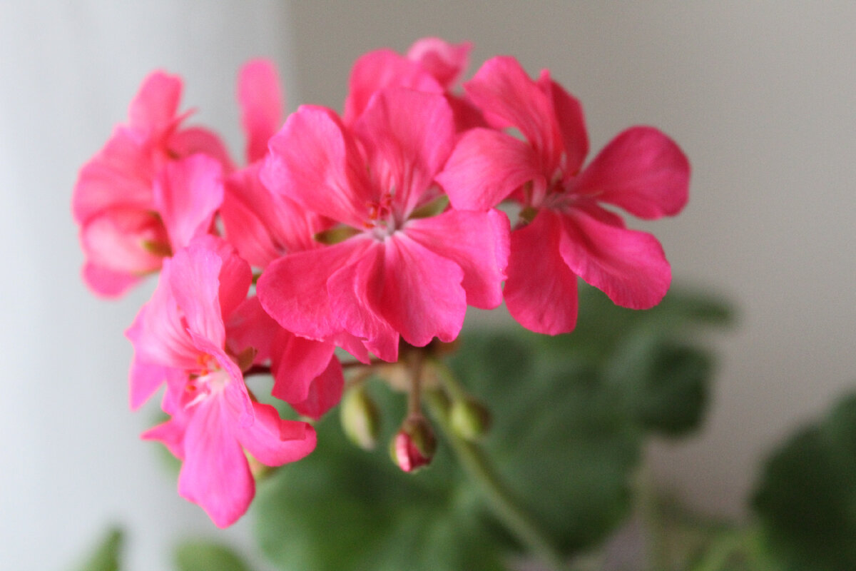 У меня есть и шикарные сортовые герани, и есть простенькие. Но в них тоже так много красоты😍