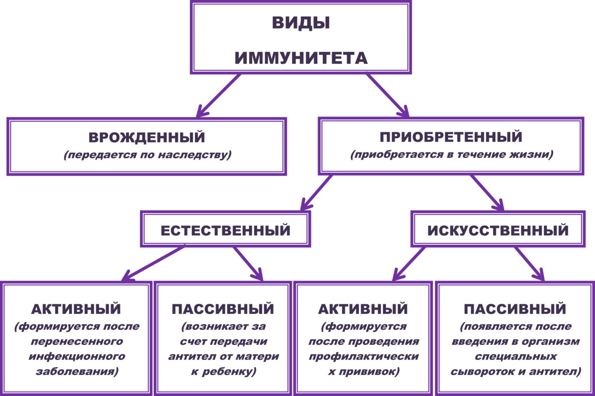 Виды иммунитета схема. Иммунитет врожденный и приобретенный схема. Виды иммунитета схема 8 класс. Классификация видов иммунитета.