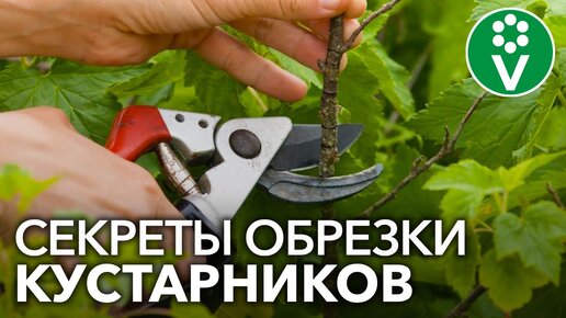 ПРАВИЛЬНАЯ ОБРЕЗКА СМОРОДИНЫ И КРЫЖОВНИКА для повышения урожайности и размера ягод