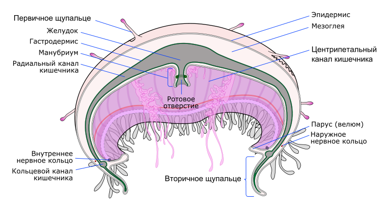 Схема медузы-аурелии. Иллюстрация из Википедии.