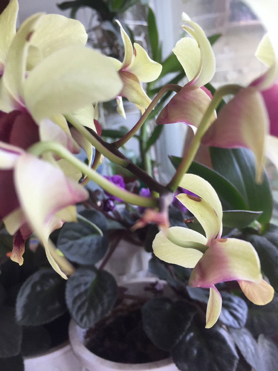 Остальные цветки чудесно выглядят