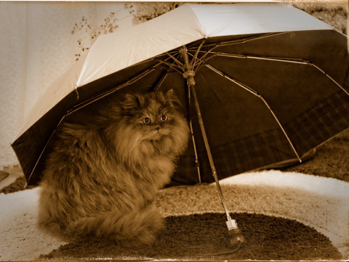 Зонт с котом