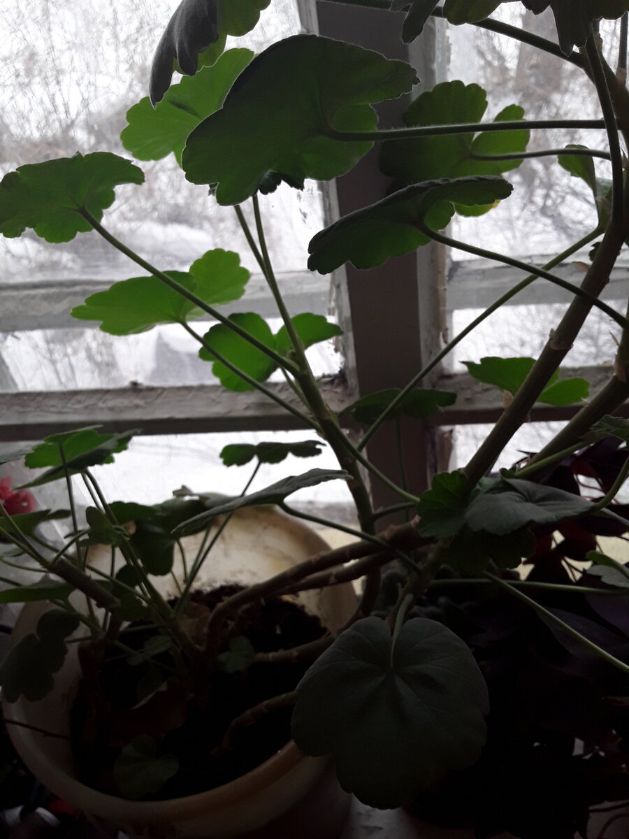 Герань розовая. Фото автора. 