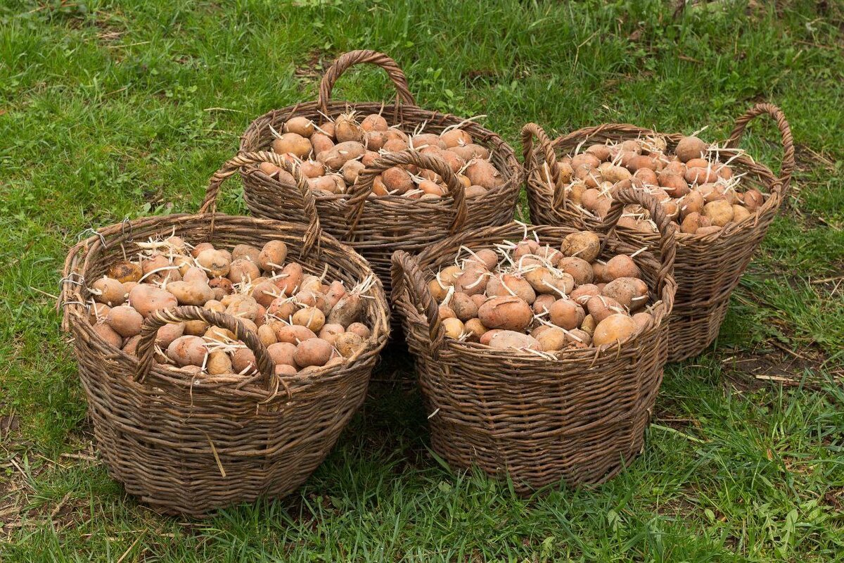 Собранный картофель в поле.