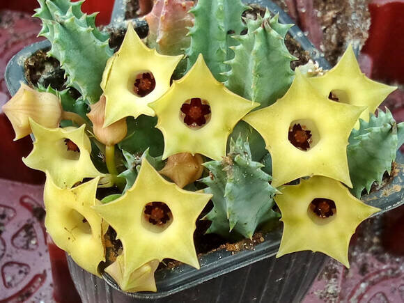 Гуэрния первоцветная (Huernia primulina)