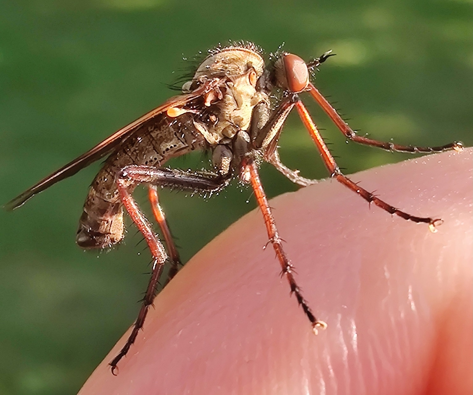 Большой толкунчик: Хищная муха-перехватчик. Их самки пацифистки и питаются мясом только с «рук» самцов5