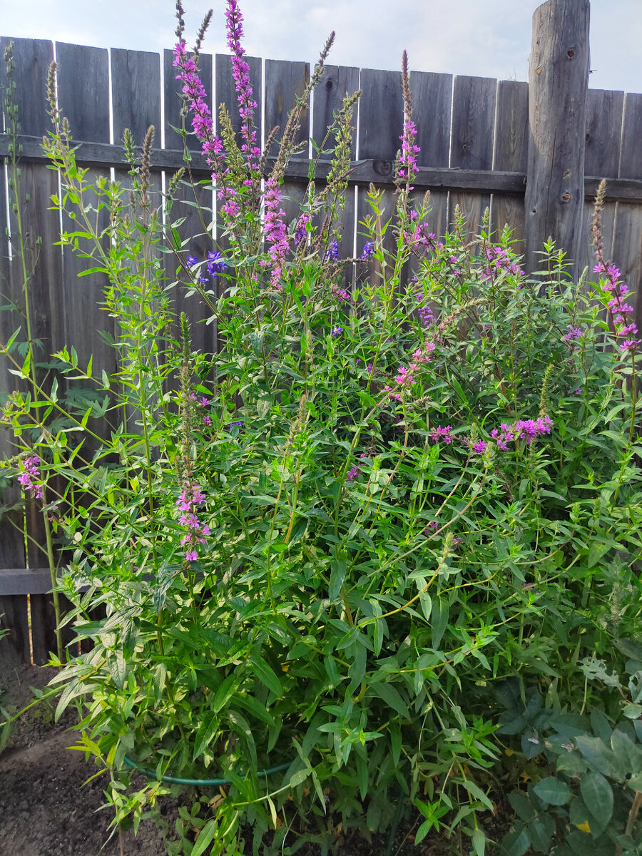 Дербенник "Розовый жемчуг"