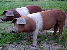 Правда похожи на флаг